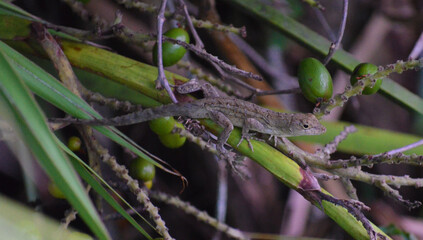 lizard on the tree