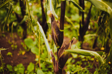 Planta de maíz antes de ser cosechada