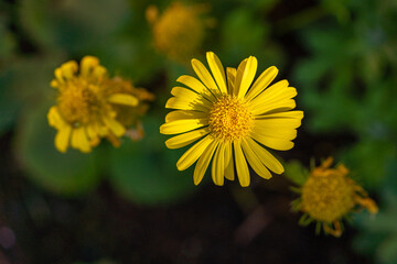 yellow flower in the sun