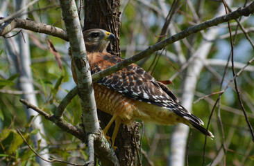 hawk