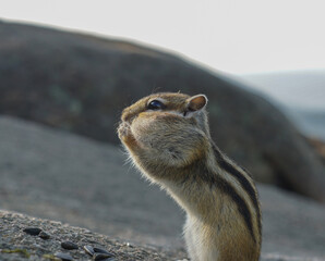 portrait of a funny chipmunk with with huge jowls