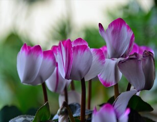 Pink white cyclamen flower