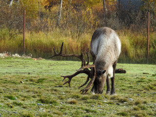 Reindeer with big horns grazing  on a sunny day