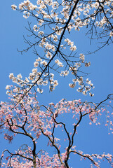 春の石山寺　境内の桜　滋賀県大津市