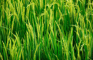 green wheat field