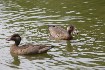 Lindo patos nandando na lagoa com fundo da natureza verde.