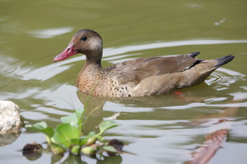 Fototapeta premium Lindo patos nandando na lagoa com fundo da natureza verde.