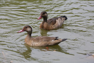 Lindo patos nandando na lagoa com fundo da natureza verde.