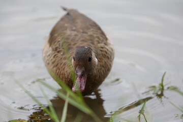 Obraz premium Lindo patos nandando na lagoa com fundo da natureza verde.