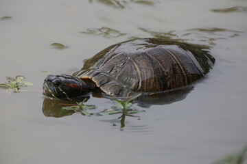 Tartaruga com cabeça para fora da lagoa linda com fundo a natureza.