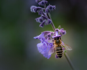 bee on a flower
