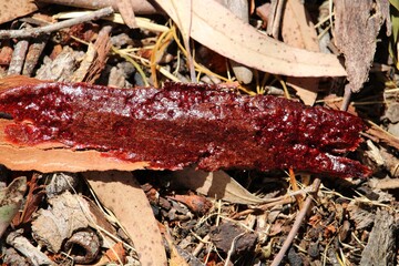 Red resin sap on eucalypt bark, South Australia