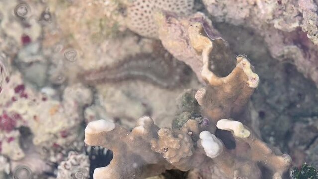 Video 4K shows seabed in coral reef where you can see lot of sea urchins. Atlantic Ocean showed its biodiversity at low tide. Marine life is found in their natural environment.