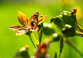 butterfly on a flower