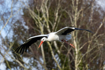 white stork in flight
