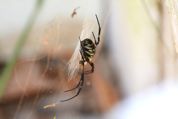 spider on a web