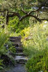 A mountain pine (Pinus mugo) grows askew across a path in a large garden