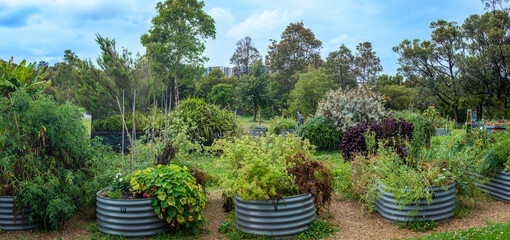 Australian urban community garden, raised beds growing vegetables and herbs for sustainable city...