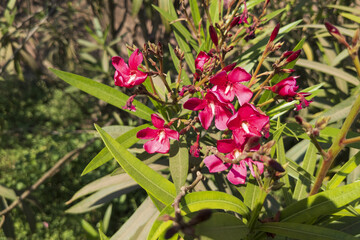 A selective of Nerium oleander flowers in a park