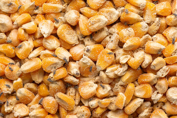 Corn weevil, Maize weevil beetles ,Maize grain weevil, Insect damaged corn kernels