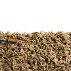 Sphagnum moss used for plant propagation or plant the orchid