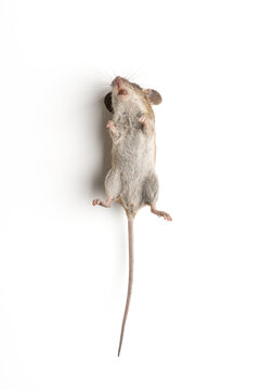 mouse dead isolated on white background. object picture for graphic designer