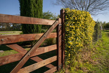 View of the wooden gate and fence in the field. Thunbergia alata climbing plant yellow flowers...