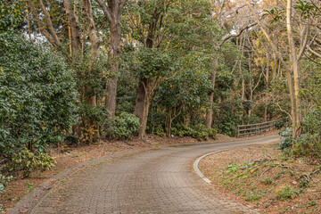 Fototapeta premium 植物園の中の遊歩道、森林と石畳の歩道
