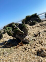 frog on the sand