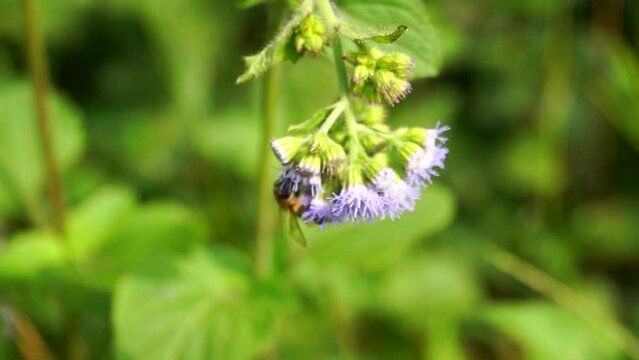 Abeja polinizando flores silvestres