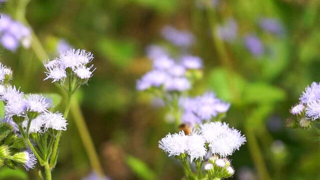 Abeja polinizando flores silvestres