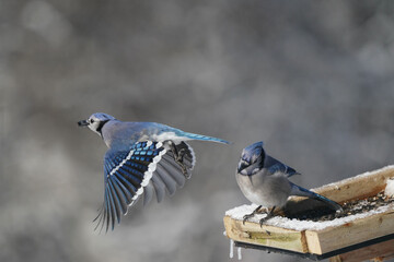 Blue Jays fighting over food in tray feeder following heavy snowstorm in early morning. Sometimes...