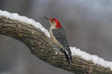 Red Bellied male (full read head patch) on trees in winter fighting for share in bird feeder in winter following a heavy snowfall in early morning