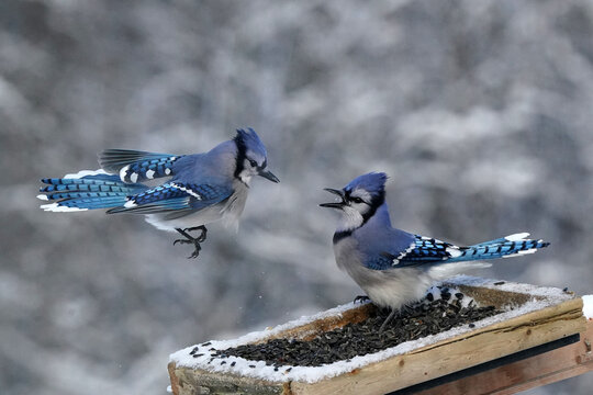 Blue Jays fighting over food in tray feeder following heavy snowstorm in early morning. Sometimes ejecting other Blue Jays or being ejected by Red Bellied woodpecker female