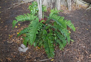 A large and mature plant of Philodendron Jungle Boogie on the ground