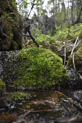 Fototapeta premium stream in the forest