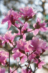 Purple Rhododendron  flowers in the back light. Japan