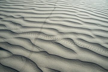 animal tracks across ripples in the sand dunes in Death Valley National Park