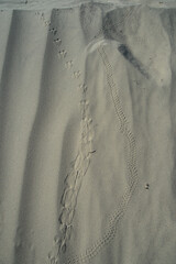 animal tracks in sand in Death Valley National Park