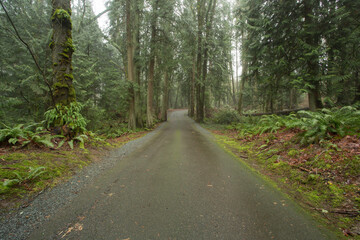Fototapeta na wymiar A one-lane road leading through a forest on a foggy morning at Wildwood Park in Puyallup, Washington.