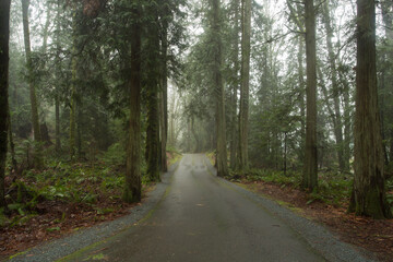Fototapeta na wymiar A road in the woods.
