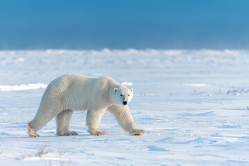 Polar bear in Canadian Arctic