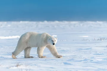 Deurstickers IJsbeer in het Canadese Noordpoolgebied © David