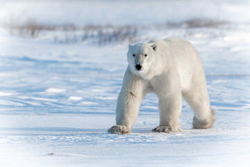 Fototapeta na wymiar Polar bear in Canadian Arctic