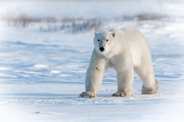 Plexiglas foto achterwand IJsbeer in het Canadese Noordpoolgebied © David