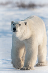 Fototapeta na wymiar Polar bear in Canadian Arctic
