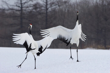 Dancing Japanese Cranes, Hokkaido in Japan © shuttered