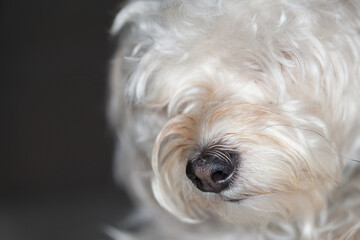 Portrait style photo of a Yorkie Bichon with white and tan fluffy hair.