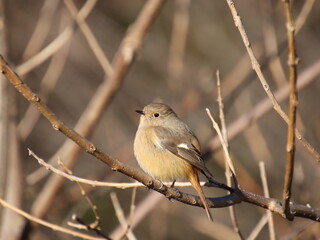 小枝で丸くなる可愛らしい小鳥