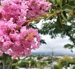 Blossoms framing suburban view across Auckland